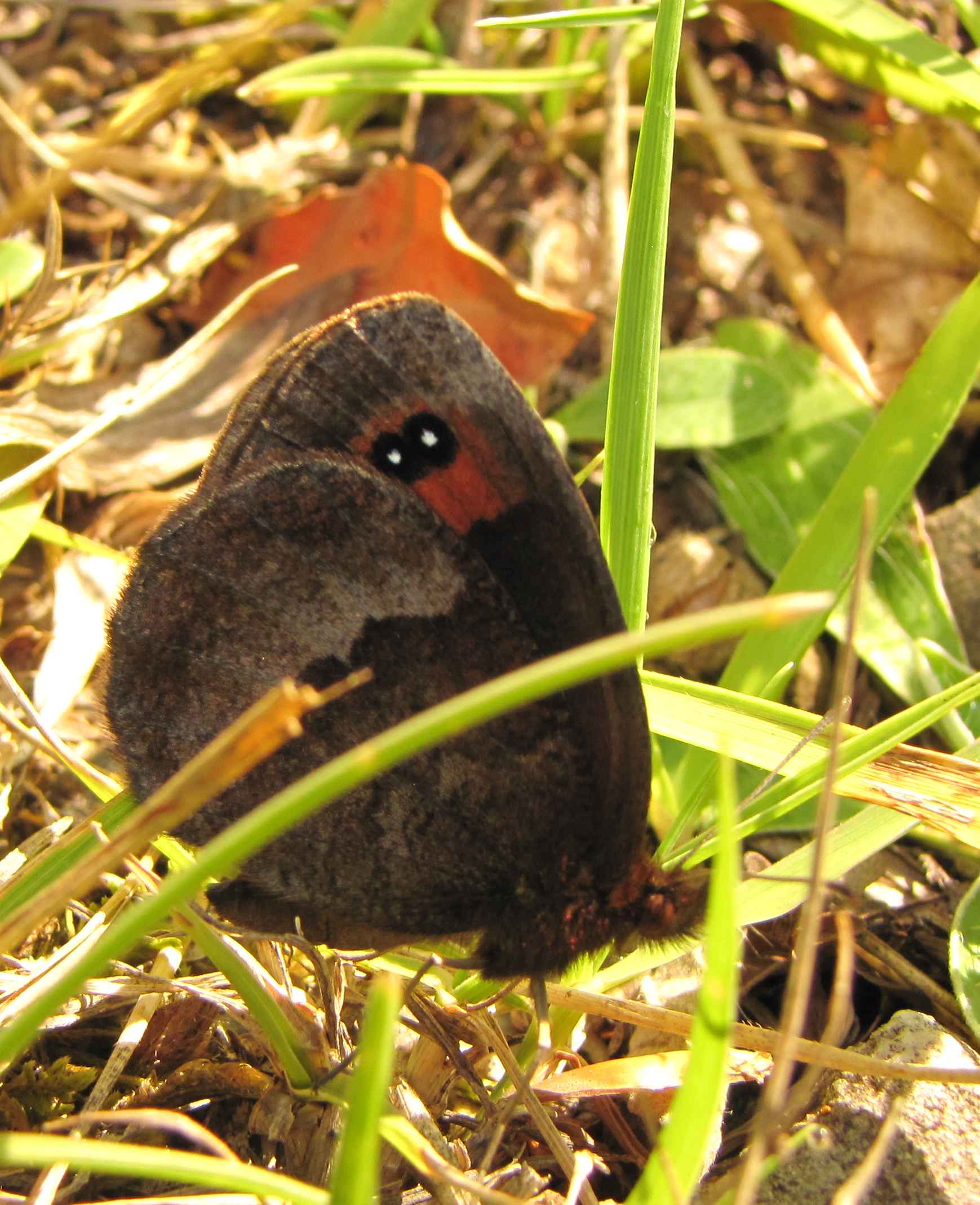 erebia sibillini